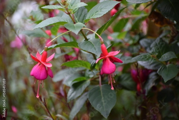 Obraz red and yellow flowers