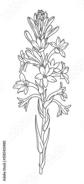 Obraz Flowering Tuberose Branch Outline Drawing