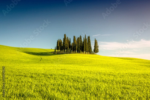 Fototapeta Group of cypress trees in Tuscany, Italy