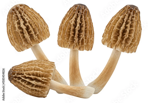 Obraz A cluster of fresh morel mushrooms with their distinctive honeycomb texture isolated on transparent background