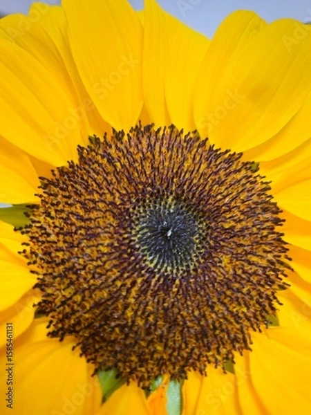 Obraz sunflower in the garden