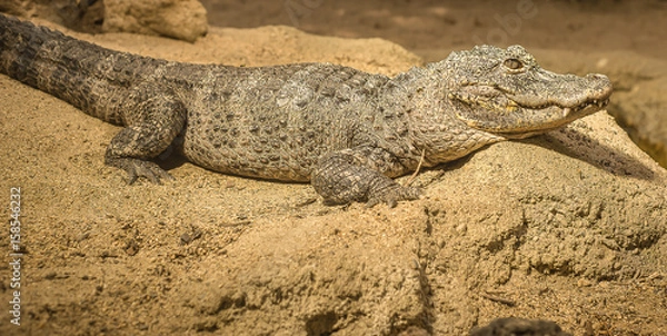 Fototapeta Crocodile