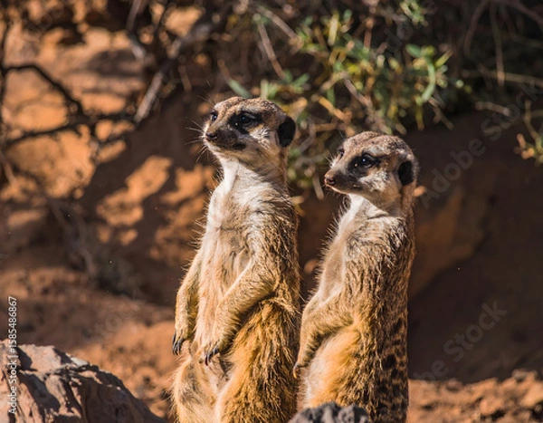 Fototapeta A charming eye-level close-up of a curious suricata (meerkat) standing alert, its expressive eyes and delicate features capturing the essence of its inquisitive nature.