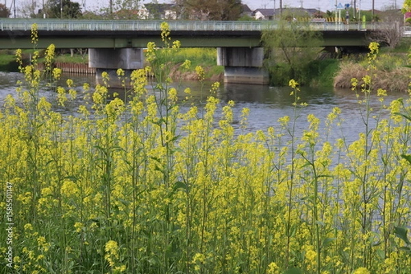 Obraz 日本の春の川岸に咲く黄色い菜の花の風景