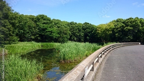 Fototapeta 新緑の山田池公園