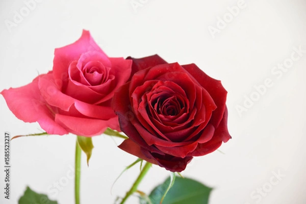 Fototapeta 赤とピンクのばら