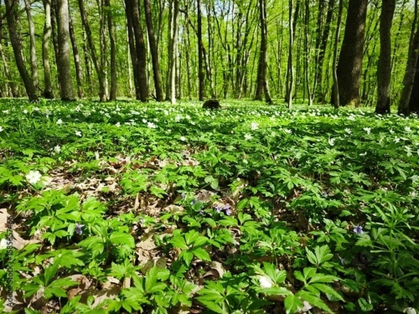 Obraz green leaves in the forest