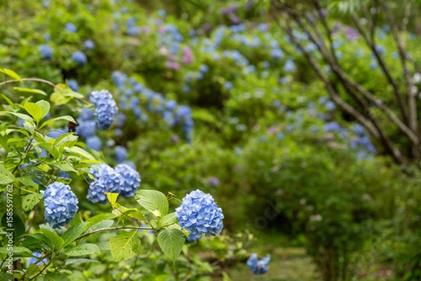 Fototapeta 日本の梅雨に彩りを添える青い紫陽花の小径