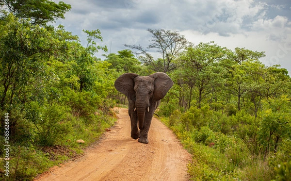 Obraz elephant walking in the forest