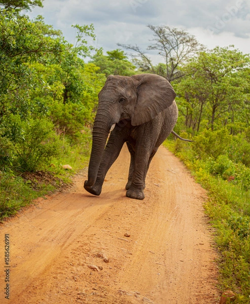 Obraz elephant in the wild