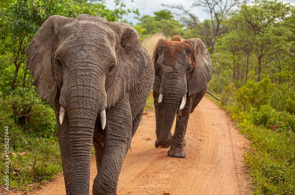 Obraz elephant in the wild