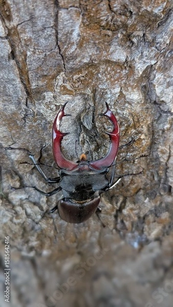 Obraz 
a beetle on a tree
