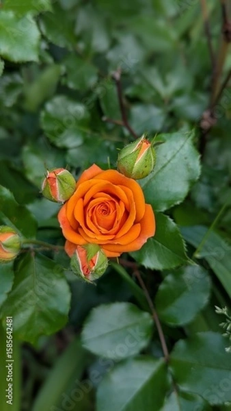 Obraz orange rose in garden