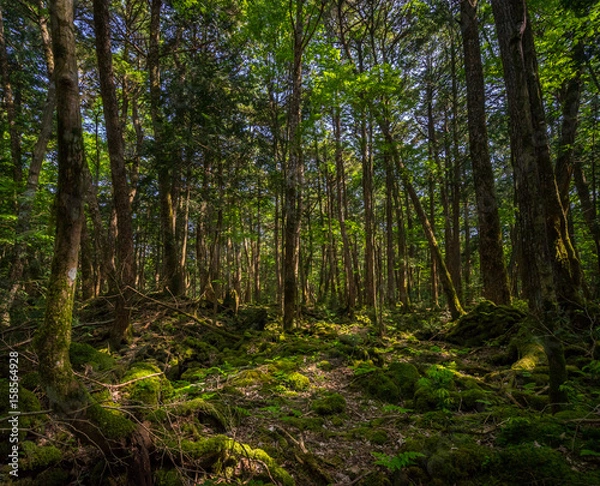Obraz Aokigahara Forest. Mysterious forest in the Japanese Mount Fuji region. Mossy floor and moody light. It is known as suicide forest. Many people disappear here, most of them are commiting suicide.