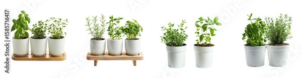 Fototapeta Indoor Herb Garden Collection with Basil, Rosemary, Thyme on transparent Generative AI