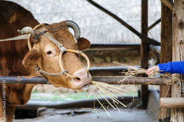 Obraz 소에게 건초를 건내주는 꼬마의 손길
