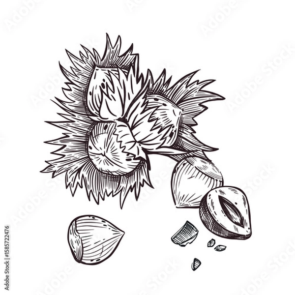 Fototapeta Hazelnut, hazelnut, hazelnut. Nut with shell and nut kernel. All objects are hand-drawn with ink. The illustration is suitable for printing on food packaging, cosmetics, fabric. Vector illustration