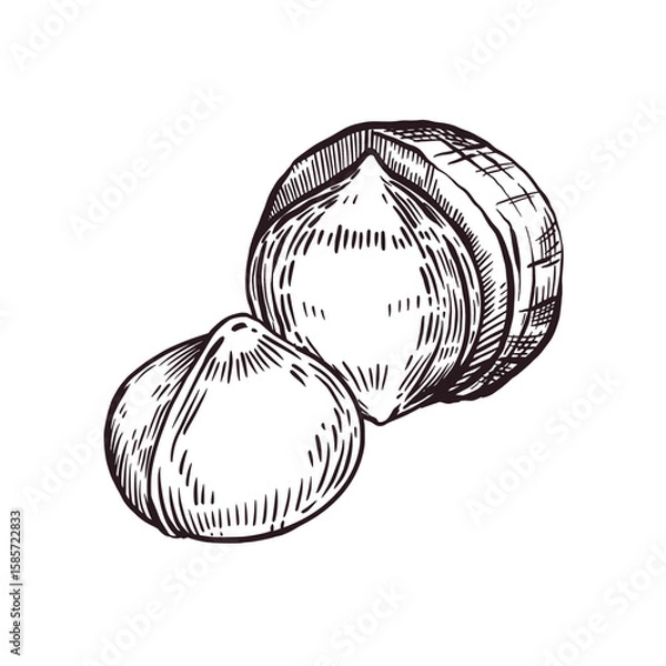 Fototapeta Macadamia nut, half a nut in the shell, a whole nut without the shell. Vector illustration hand-drawn with ink. For printing on fabric paper, packaging of products with nuts, cosmetics, for tableware.