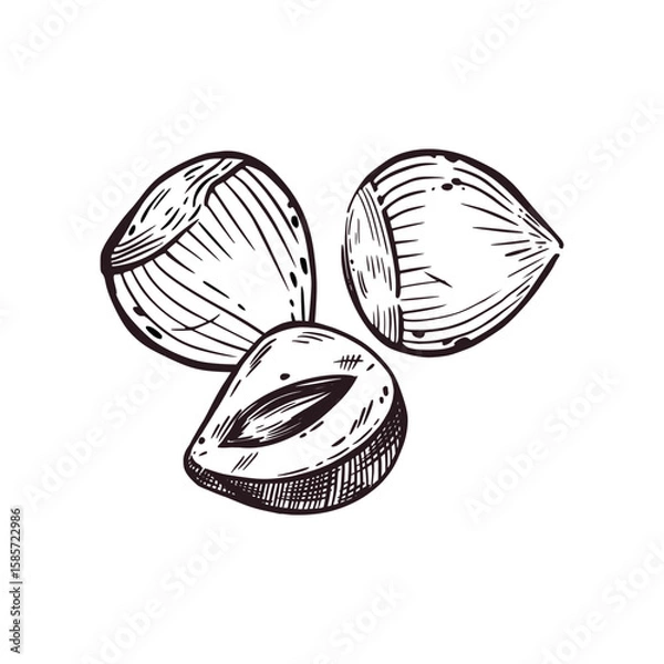 Fototapeta Vector illustration of walnut, hazelnut or hazelnut hand-drawn in ink. Vector illustration is suitable for printing on product packaging, cosmetics, tableware design, and kitchen textiles. 