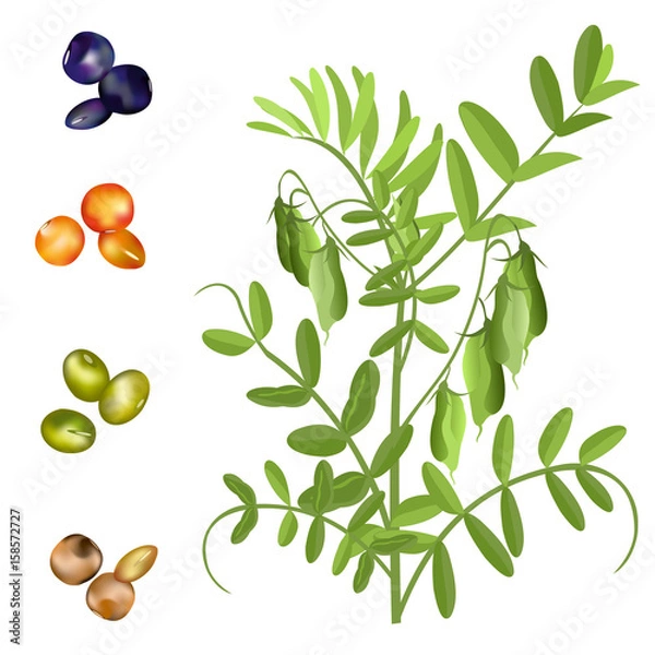 Obraz Lentil  (Lens culinaris). Hand drawn vector illustration of lentil plant with pods and set of seeds on white background.