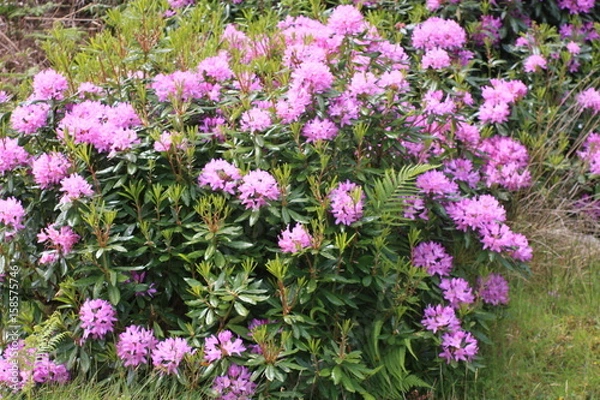 Obraz flowers blooming