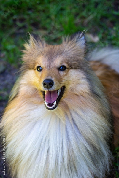 Obraz Smile Shetland Sheepdog on white background, breed portrait. mini collie dog breed training moment against the background of green grass in the summer on a sunny day