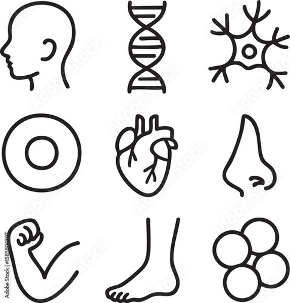 Fototapeta A clear collection of minimalist line icons illustrating diverse human anatomy, biological structures, and health-related concepts, ideal for medical designs.