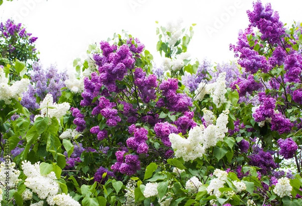 Obraz Amazing natural view of bright lilac flowers in garden at sunny spring day with green leaves as a background.