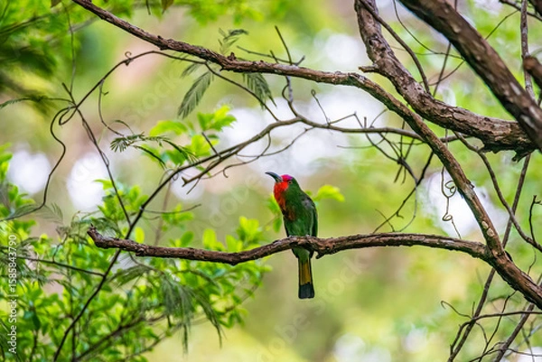 Fototapeta Red-bearded Bee-eater on Branch