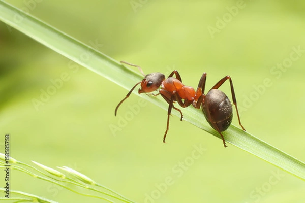 Fototapeta Ant on grass