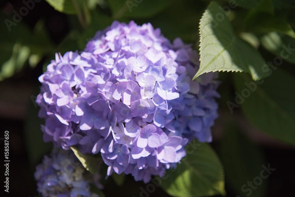 Fototapeta アジサイ