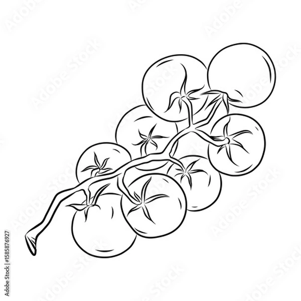 Obraz Hand drawn vector illustration of isolated line art sweet cherry tomatoes white background, outline vegetable icon for organic product design, eco friendly packaging, coloring book and food ingredient