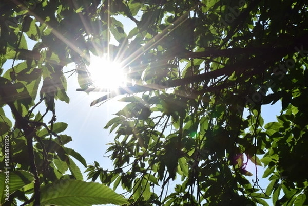 Obraz Les rayons du soleil à travers les branches