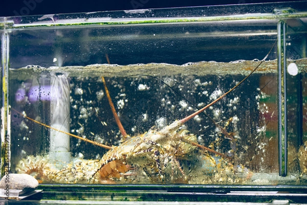 Fototapeta A huge lobster with massive claws swims underwater in a transparent glass aquarium at an Asian seafood market. Side view, natural light, sea water, glass container.