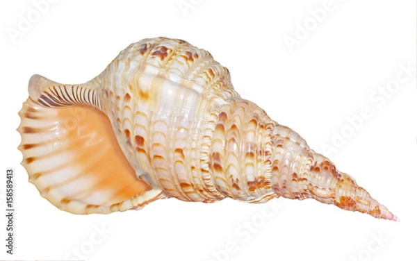 Obraz  A seashell isolated on white. Charonia tritonis