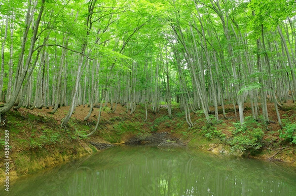 Obraz 新緑の美人林