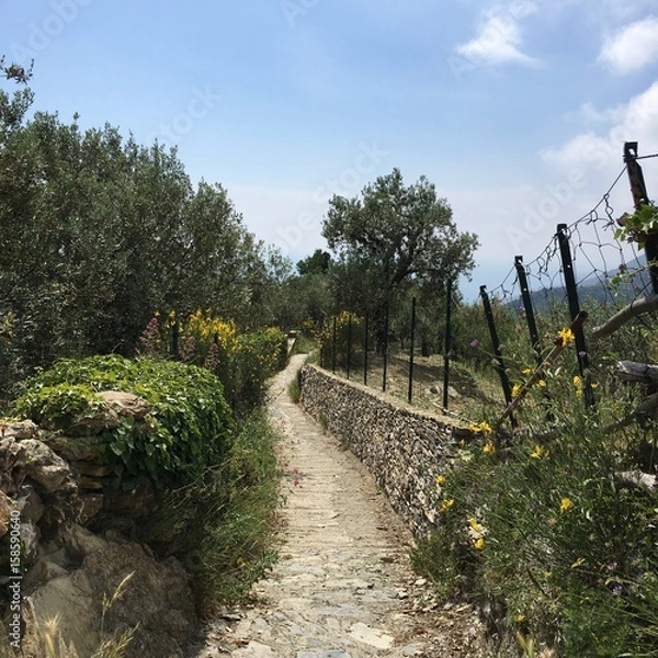 Obraz sentiero riviera ligure