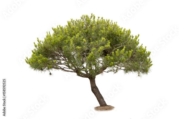 Fototapeta pine tree cutout