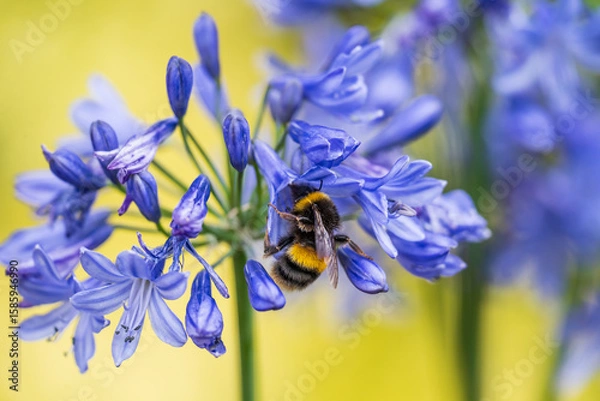 Obraz A White-tailed Bumblebee (Bombus lucorum) gathering pollen and nectar on an purple Agapanthus plant in a garden.