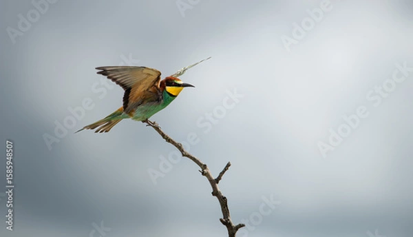 Fototapeta Action photo of a European Bee-eater (merops piaster) taking off from a branch