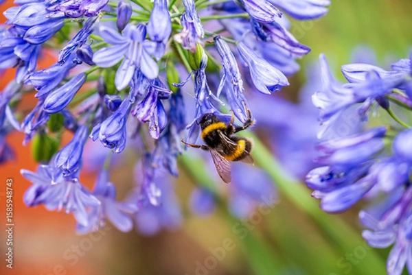 Obraz A White-tailed Bumblebee (Bombus lucorum) gathering pollen and nectar on an purple Agapanthus plant in a garden.
