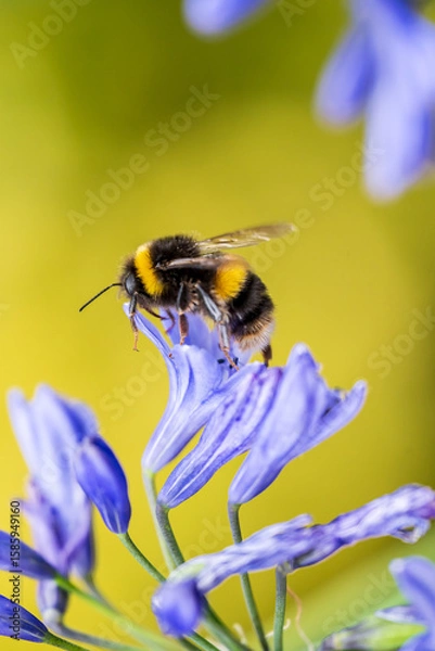 Obraz A White-tailed Bumblebee (Bombus lucorum) gathering pollen and nectar on an purple Agapanthus plant in a garden.