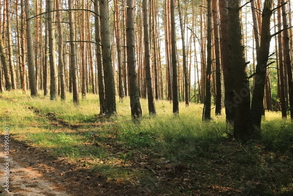 Obraz Nieśmiały las