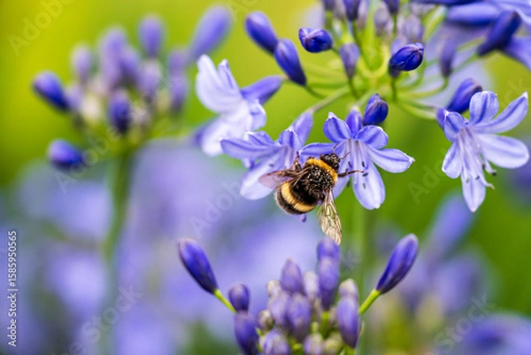 Obraz A White-tailed Bumblebee (Bombus lucorum) gathering pollen and nectar on an purple Agapanthus plant in a garden.