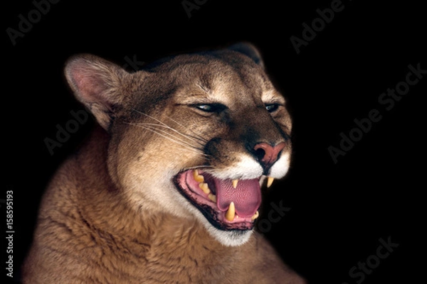 Obraz Piękny portret Puma odizolowany na czarnym tle