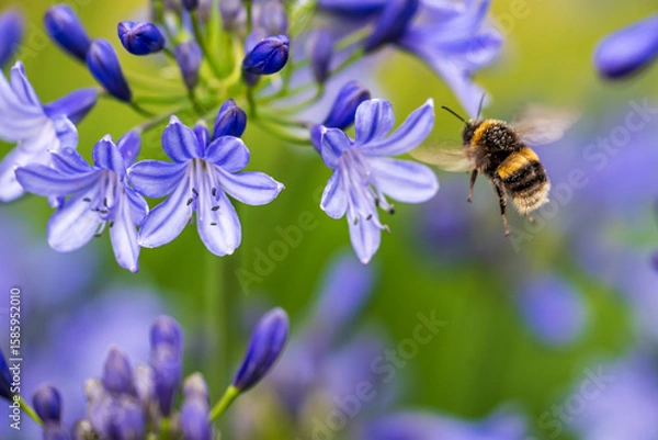 Obraz A White-tailed Bumblebee (Bombus lucorum) gathering pollen and nectar on an purple Agapanthus plant in a garden.