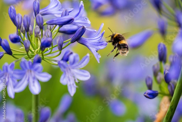 Obraz A White-tailed Bumblebee (Bombus lucorum) gathering pollen and nectar on an purple Agapanthus plant in a garden.