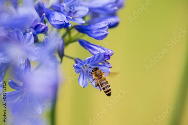 Obraz A Honey Bee (Apis mellifera) gathering pollen and nectar on an purple Agapanthus plant in a garden.