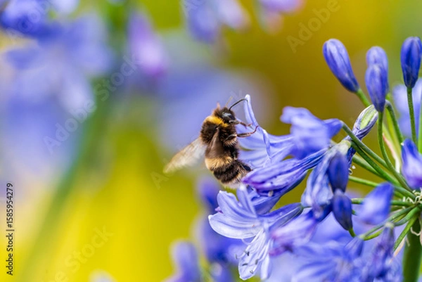 Obraz A White-tailed Bumblebee (Bombus lucorum) gathering pollen and nectar on an purple Agapanthus plant in a garden.