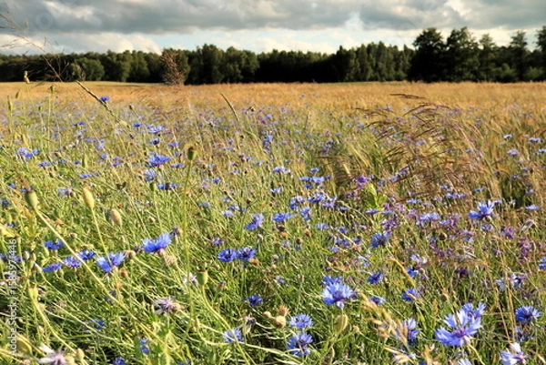Obraz Chabry w zbożu